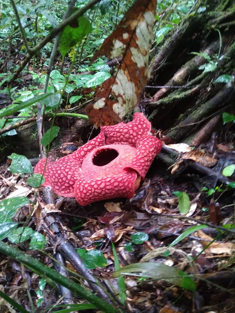 Rafflesia Arnoldii: Keajaiban Alam Endemik Koto Tinggi